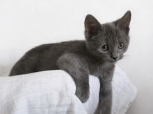 Голубые британские короткошерстные котята
