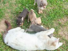 Chihuahua kutsikad