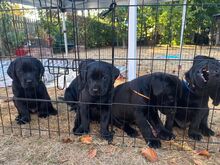 Labradori retriiver