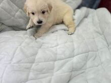 Golden Retriever Puppies Available
