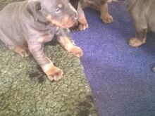 Dobermanni kutsikad