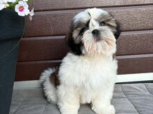 SHIH TZU KUTSIKAD