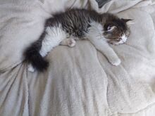 Котенок скотиш