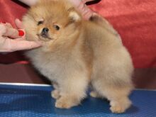 Pomeranian kutsikad