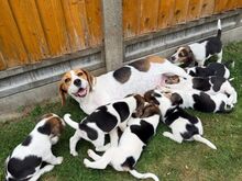 BEAGLE
