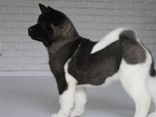 Akita kutsikad