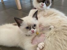 Cute male and female Ragdoll Kittens