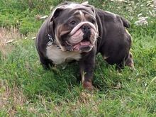 Inglise buldog