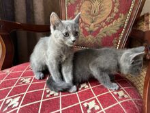 Британские котята