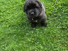 LEONBERGER