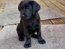 Labradori retriiveri kutsikad