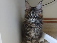 Maine Coon