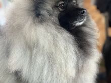Keeshond