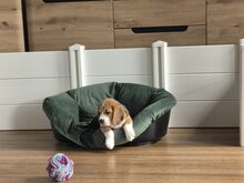 Isane beagle kutsikas