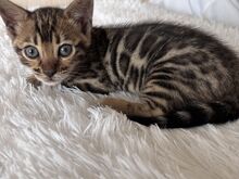 Бенгальские котята