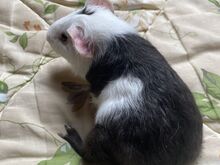 Merisiga