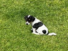 JACK RUSSELL