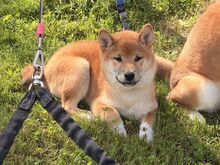 Shiba Inu kutsikad tšempionliinidest (ACW)