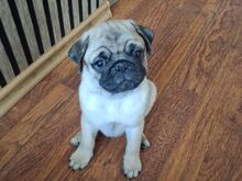 Mops