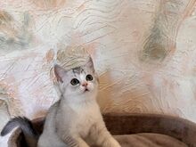 Scottish Fold/Straight kassipojad