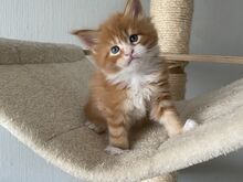 MAINE COON KASSIPOJAD