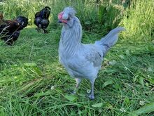 Продаются молодые петухи Араукана