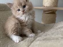 MAINE COON KASSIPOJAD