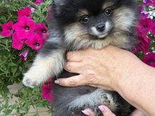 Müüa mini pomerian