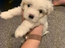 Bichon Frise kutsikad