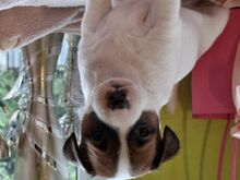 Jack Russell terjer