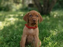 Vizsla / Ungari lühikarvalise linnukoera kutsikad