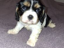 Cavalier King Charles spanjeli kutsikad!