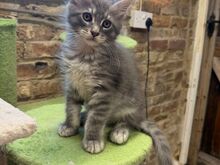 Maine Coon-kittens beschikbaar