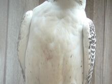 BIRDS OF PREY (GYR, Saker, Peregrine Falcons)