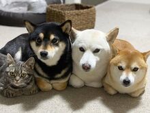 Jaapani shiba inu