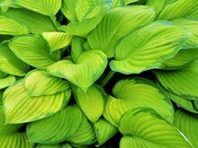 Püsikud (floks, kukehari, hosta)