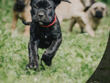 4- kuused Cane Corso kutsikad