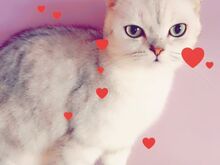 Silver Chinchilla Scottish Straight