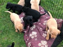 Labradori retriiveri kutsikad