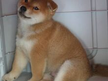 Jaapani shiba inu