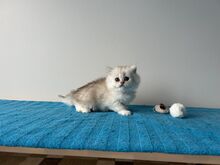 Редкий британский длинношёрстный котёнок