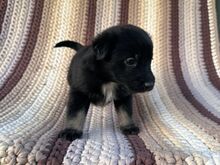 Väikese koera isane kutsikas