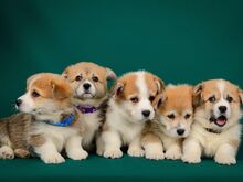 Welsh Corgi Pembroke kutsikad