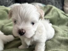 Maltese kutsikad