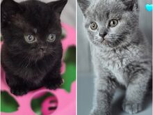 Британские котята