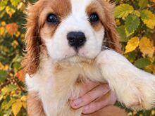 Cavalier King Charles spanjeli kutsikad!