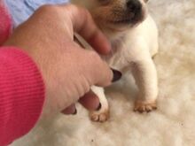 Chihuahua kutsikad