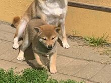 Shiba Inu