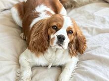 CAVALIER KING CHARLES SPANIAL