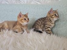 Британский короткошерстный котёнок-мальчик